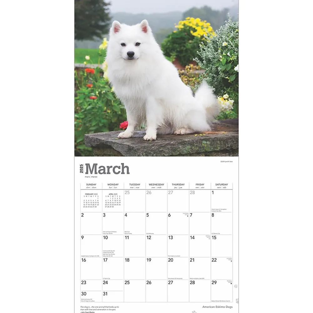 2025 Calendars|BrownTrout 2025 American Eskimo Dogs 12" x 24" Monthly Square Wall Calendar (9781975476496)