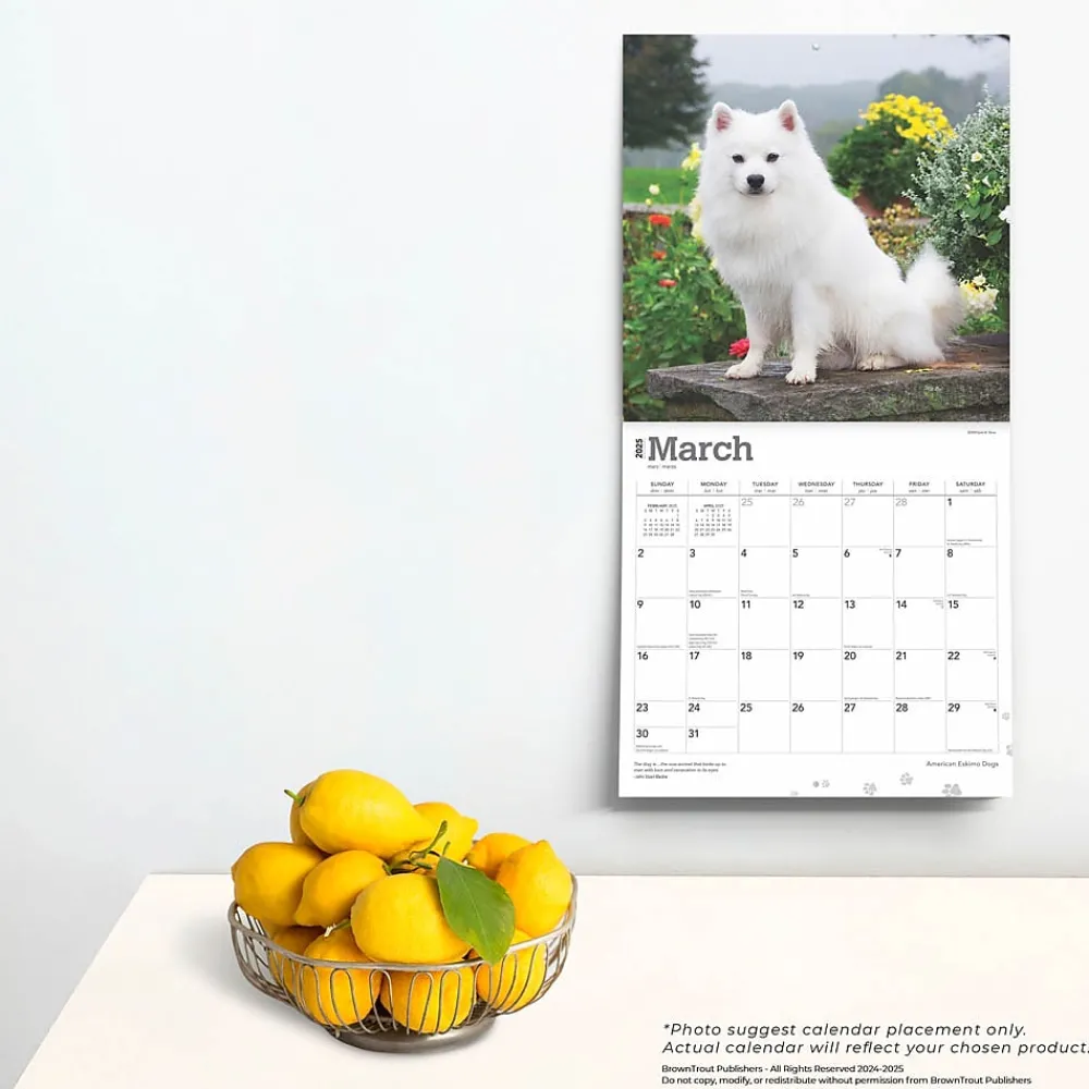 2025 Calendars|BrownTrout 2025 American Eskimo Dogs 12" x 24" Monthly Square Wall Calendar (9781975476496)