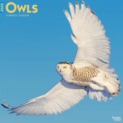 2025 Calendars|BrownTrout 2025 Owls 12" x 12" Monthly Wall Calendar (9781975477509)