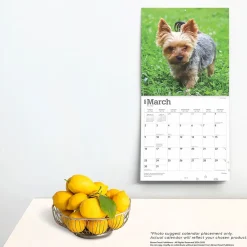 2025 Calendars|BrownTrout 2025 Yorkshire Terriers 12