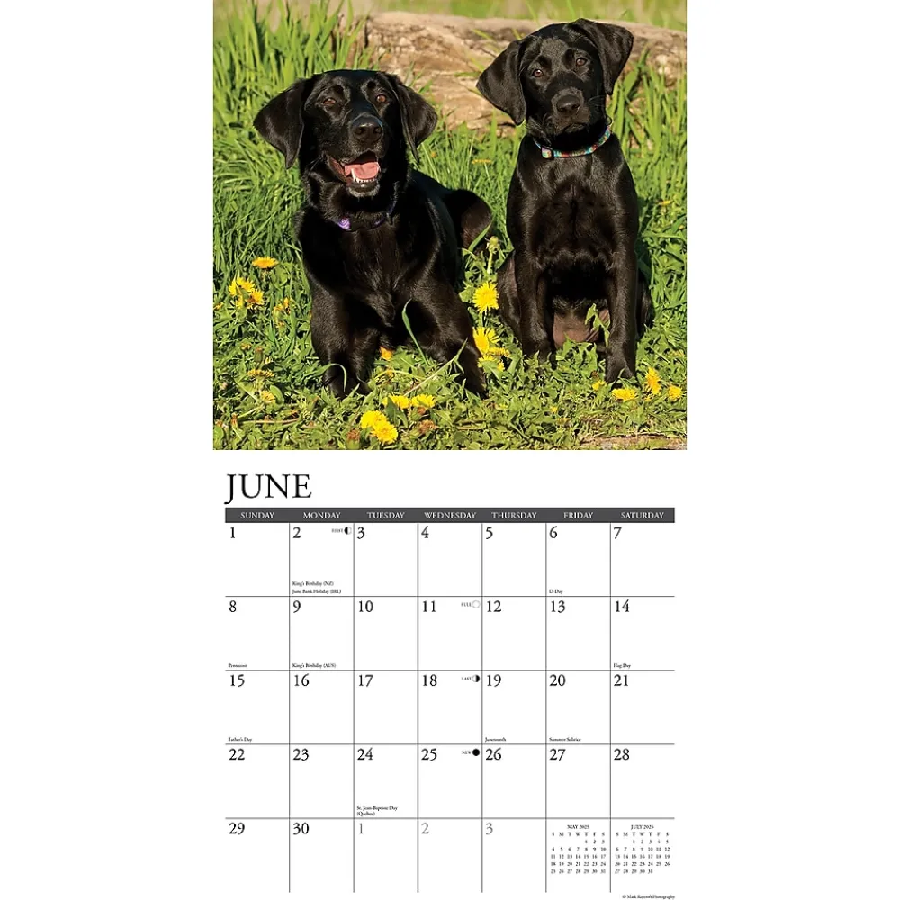 2025 Calendars|Willow Creek 2025 Just Black Labs 12" x 12" Monthly Wall Calendar, Multicolor (41864)