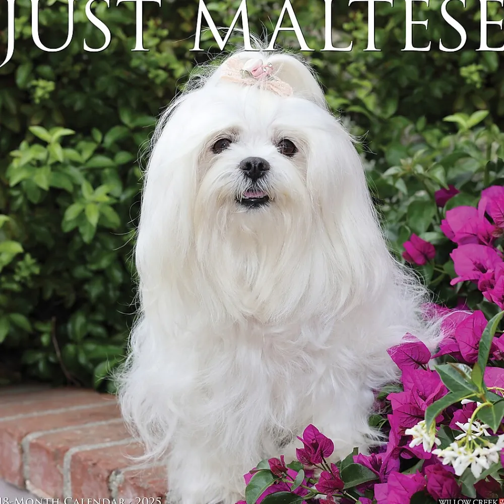 2025 Calendars|Willow Creek 2025 Just Maltese 12" x 12" Monthly Wall Calendar (43844)