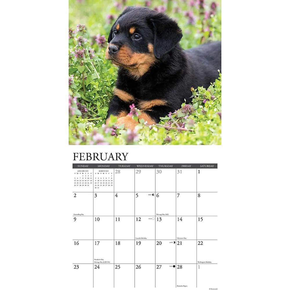 2025 Calendars|Willow Creek 2025 Press Just Rottweiler Puppies 2025 Wall Calendar 12" x 12" (44681)